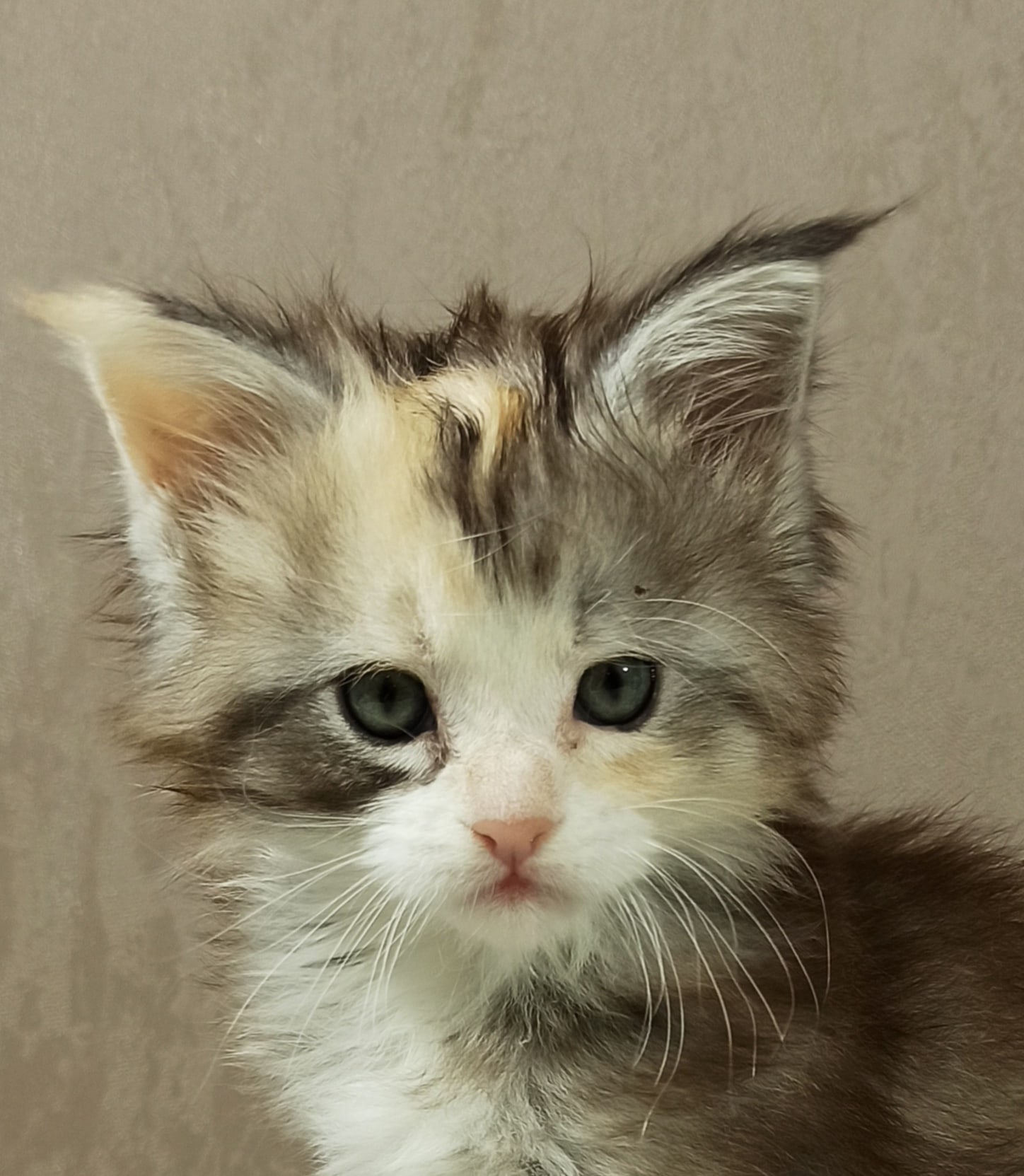 Гоша - Имена для девочек - Клички для котов и кошек