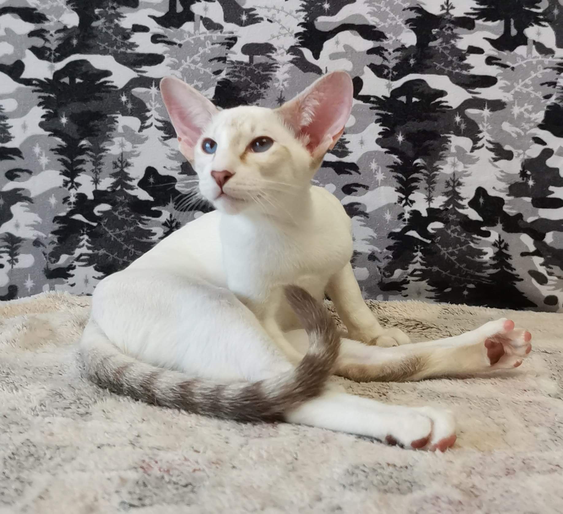 Феллини - Имена для мальчиков - Клички для котов и кошек