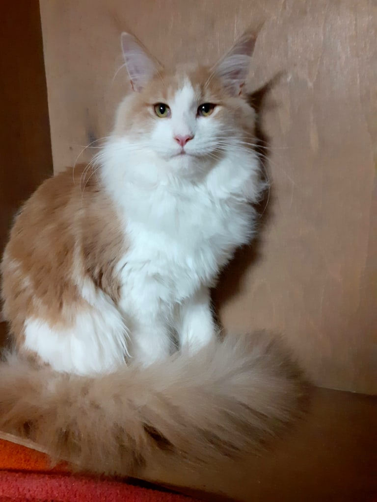 Аделина - Имена для девочек - Клички для котов и кошек