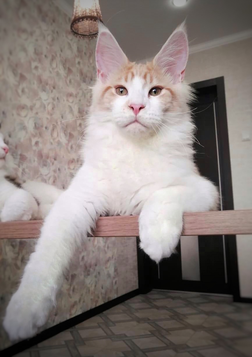 Франк - Имена для мальчиков - Клички для котов и кошек