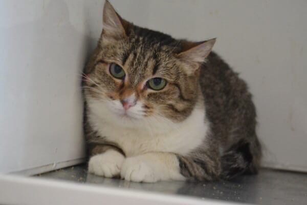 Люба - Имена для девочек - Клички для котов и кошек