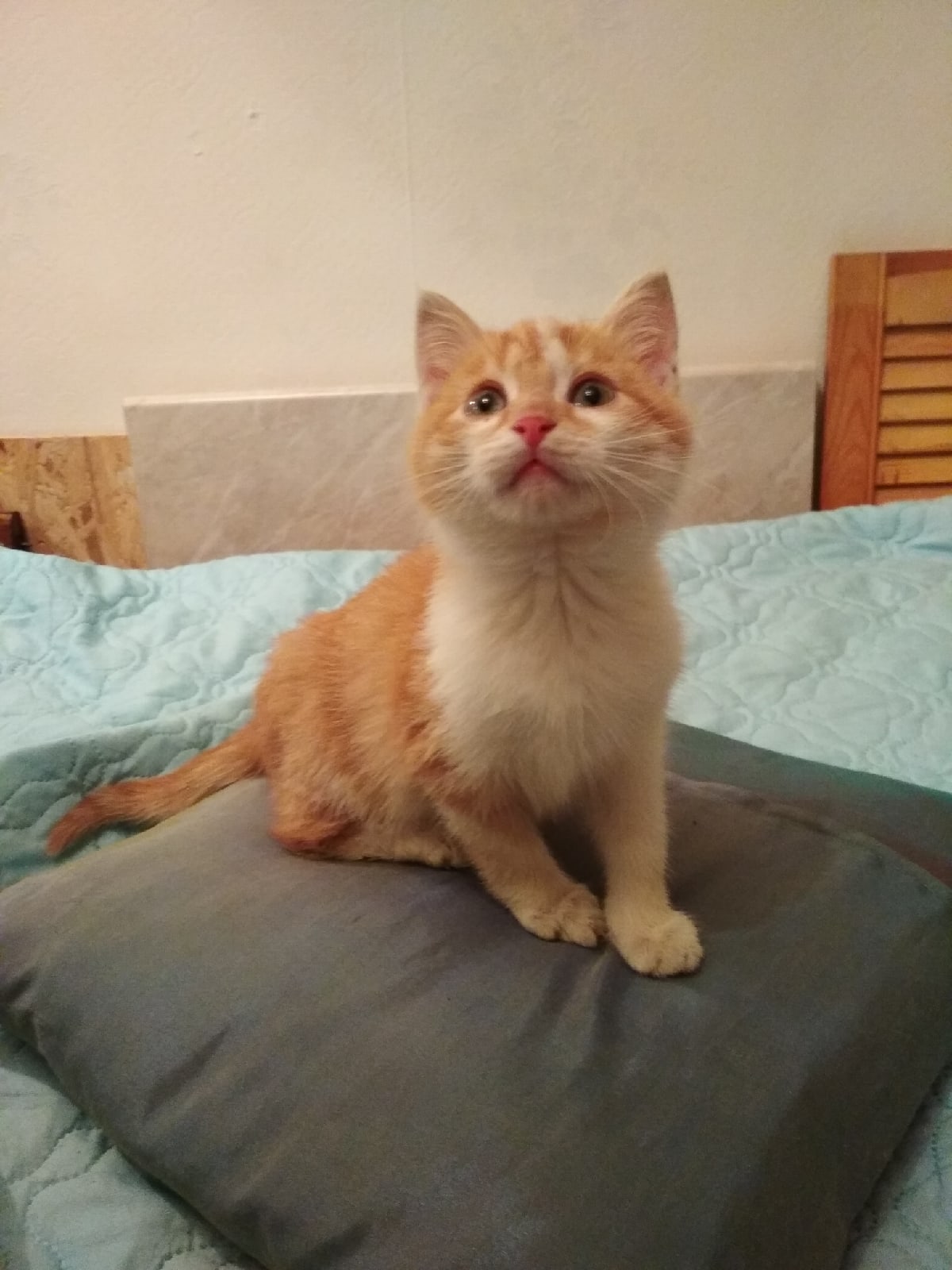 Лучано - Имена для мальчиков - Клички для котов и кошек