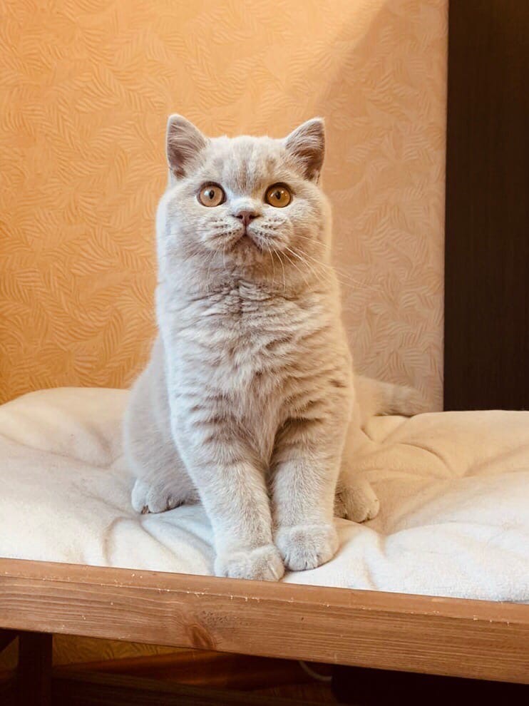 Неко - Имена для мальчиков - Клички для котов и кошек