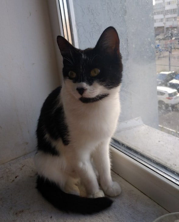 Маска - Имена для девочек - Клички для котов и кошек