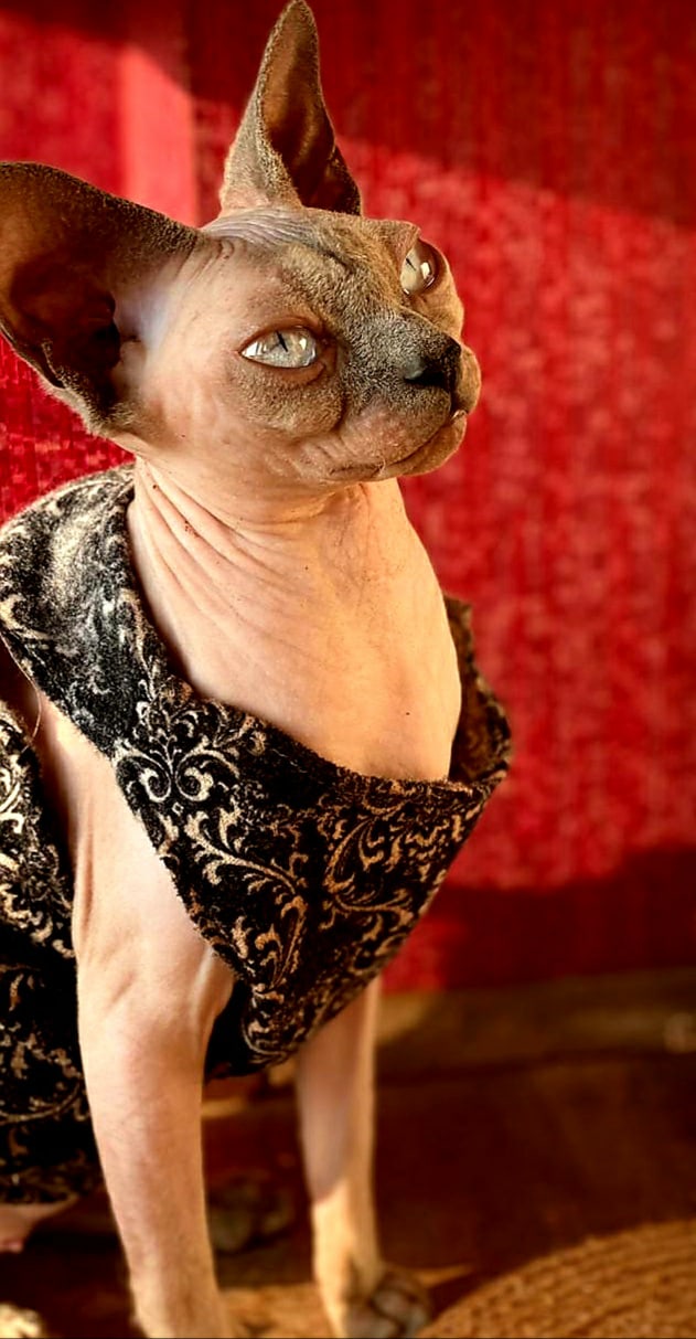 Ежевика - Имена для девочек - Клички для котов и кошек