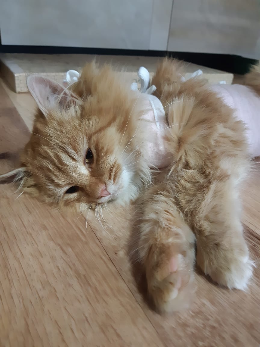 Тася - Имена для девочек - Клички для котов и кошек