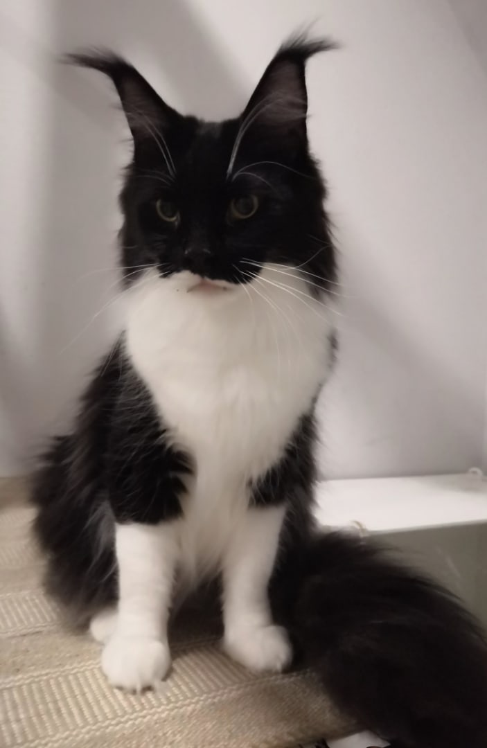 Вася - Имена для девочек - Клички для котов и кошек