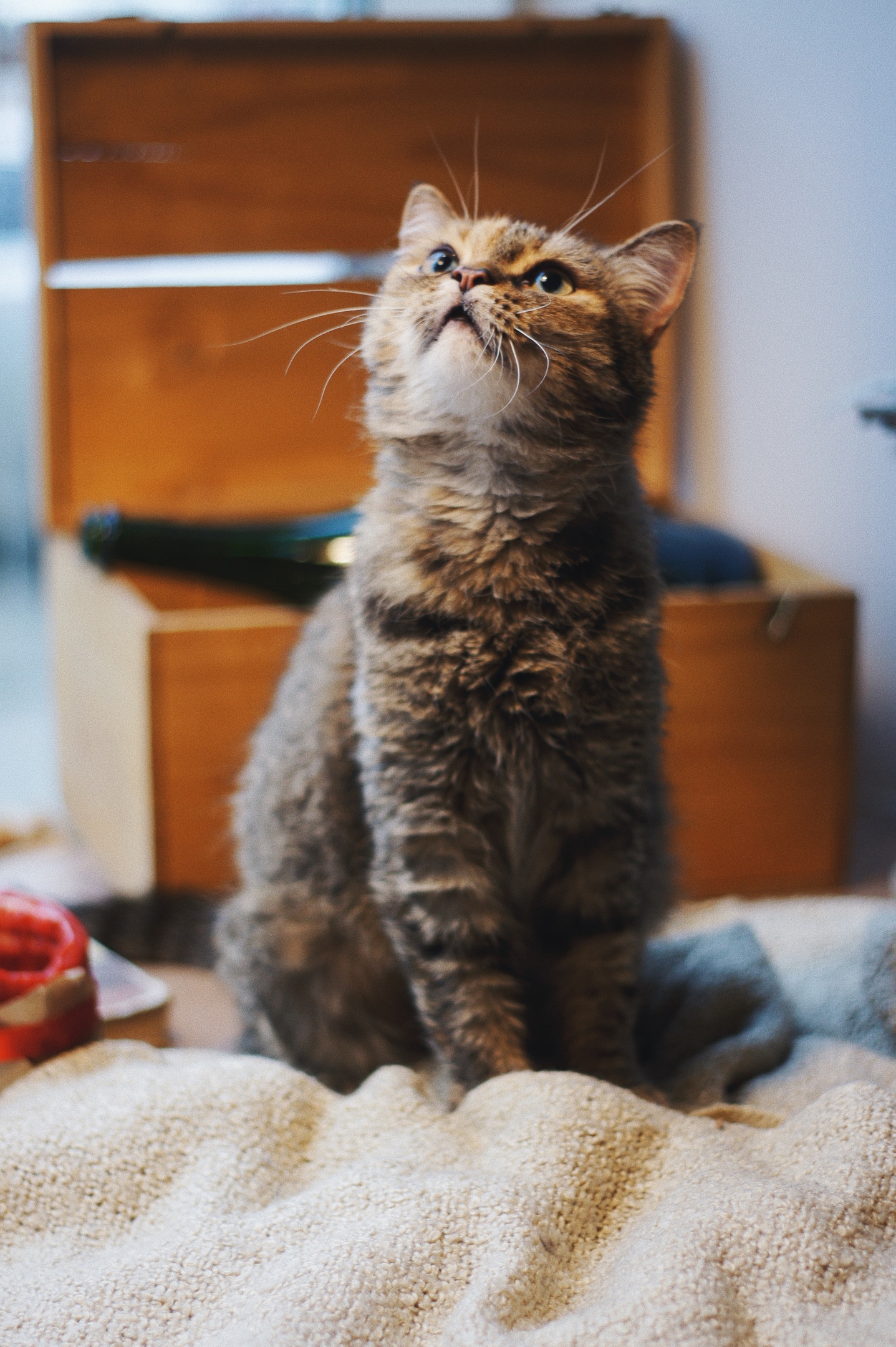 Ресси - Имена для девочек - Клички для котов и кошек