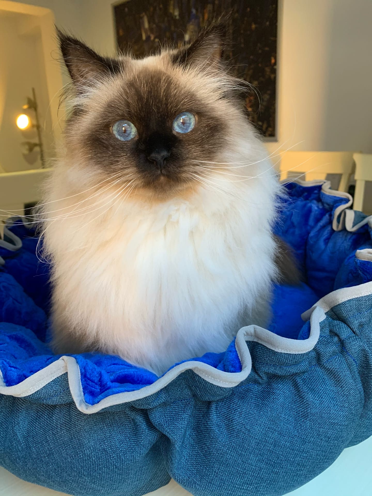 Ванда - Имена для девочек - Клички для котов и кошек