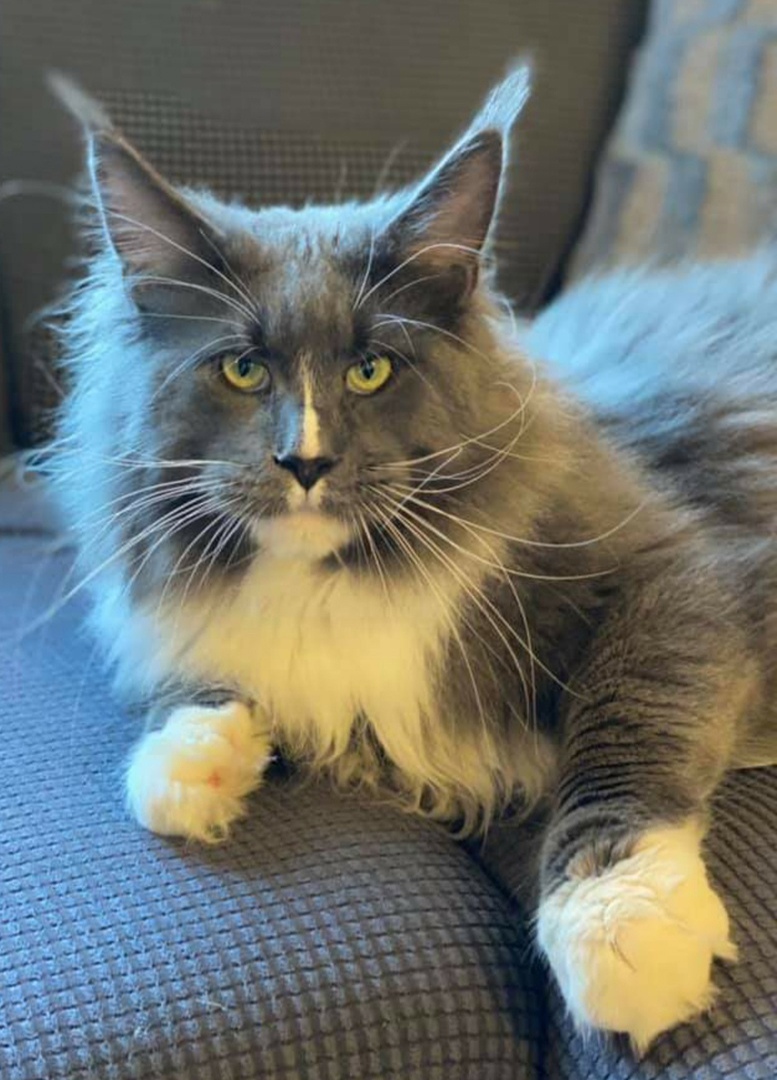 Игорь - Имена для мальчиков - Клички для котов и кошек