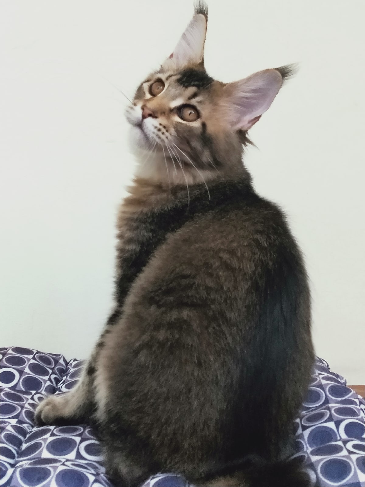 Клара - Имена для девочек - Клички для котов и кошек