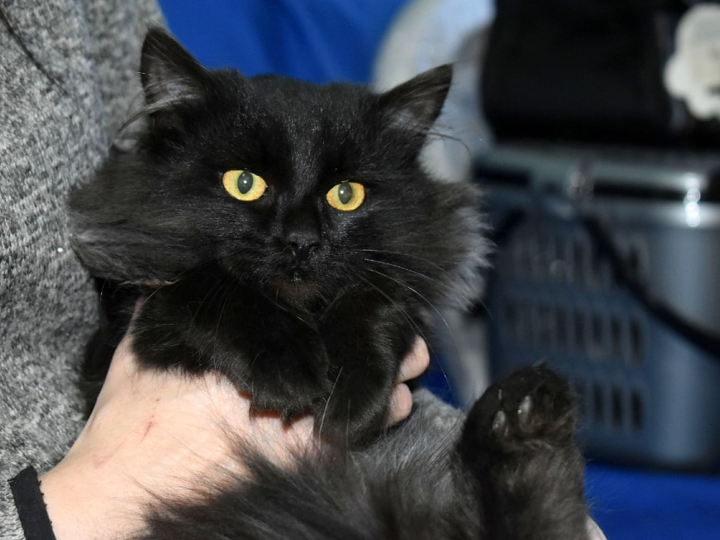 Ларс - Имена для мальчиков - Клички для котов и кошек