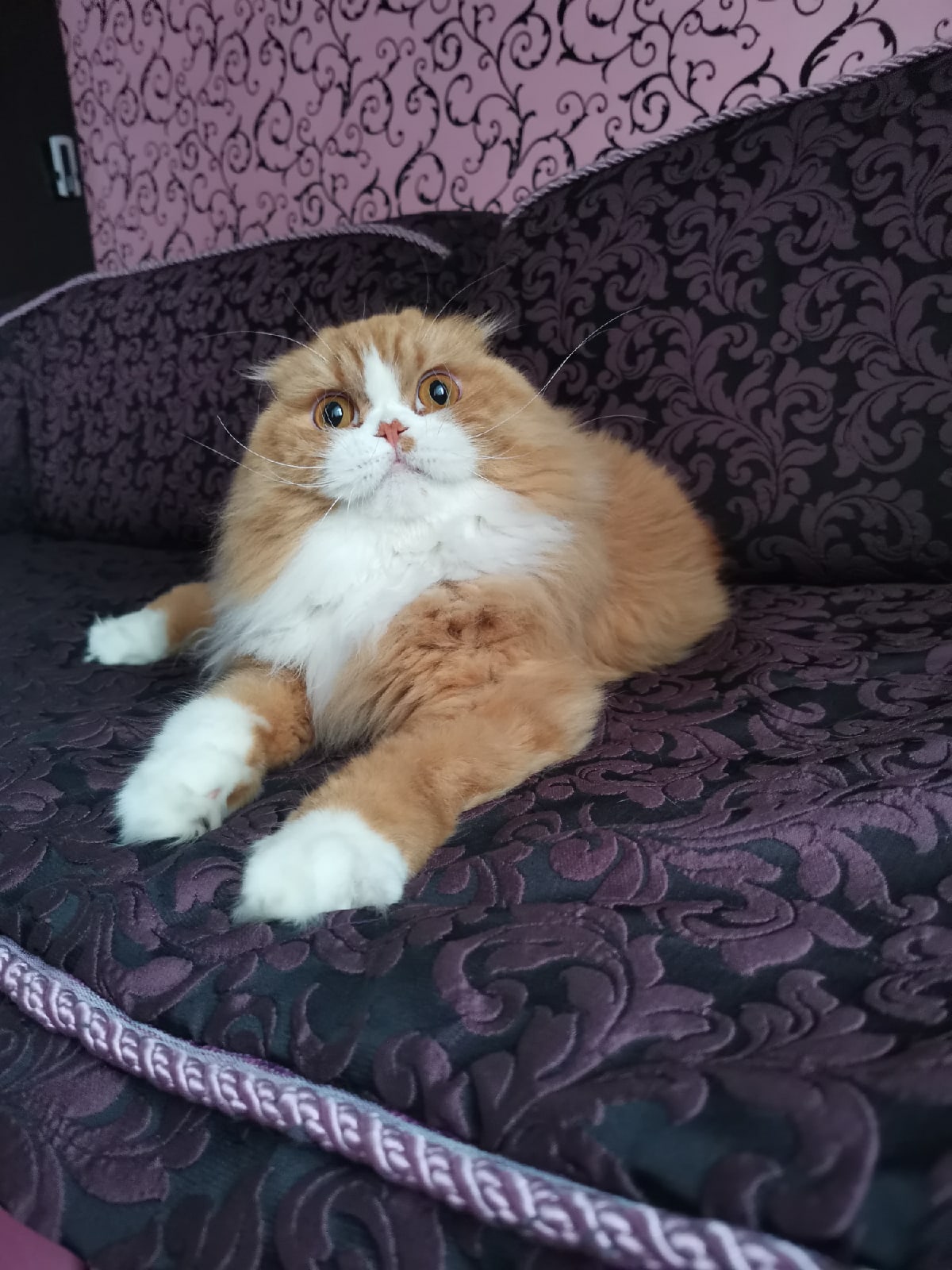 Бубль - Имена для мальчиков - Клички для котов и кошек