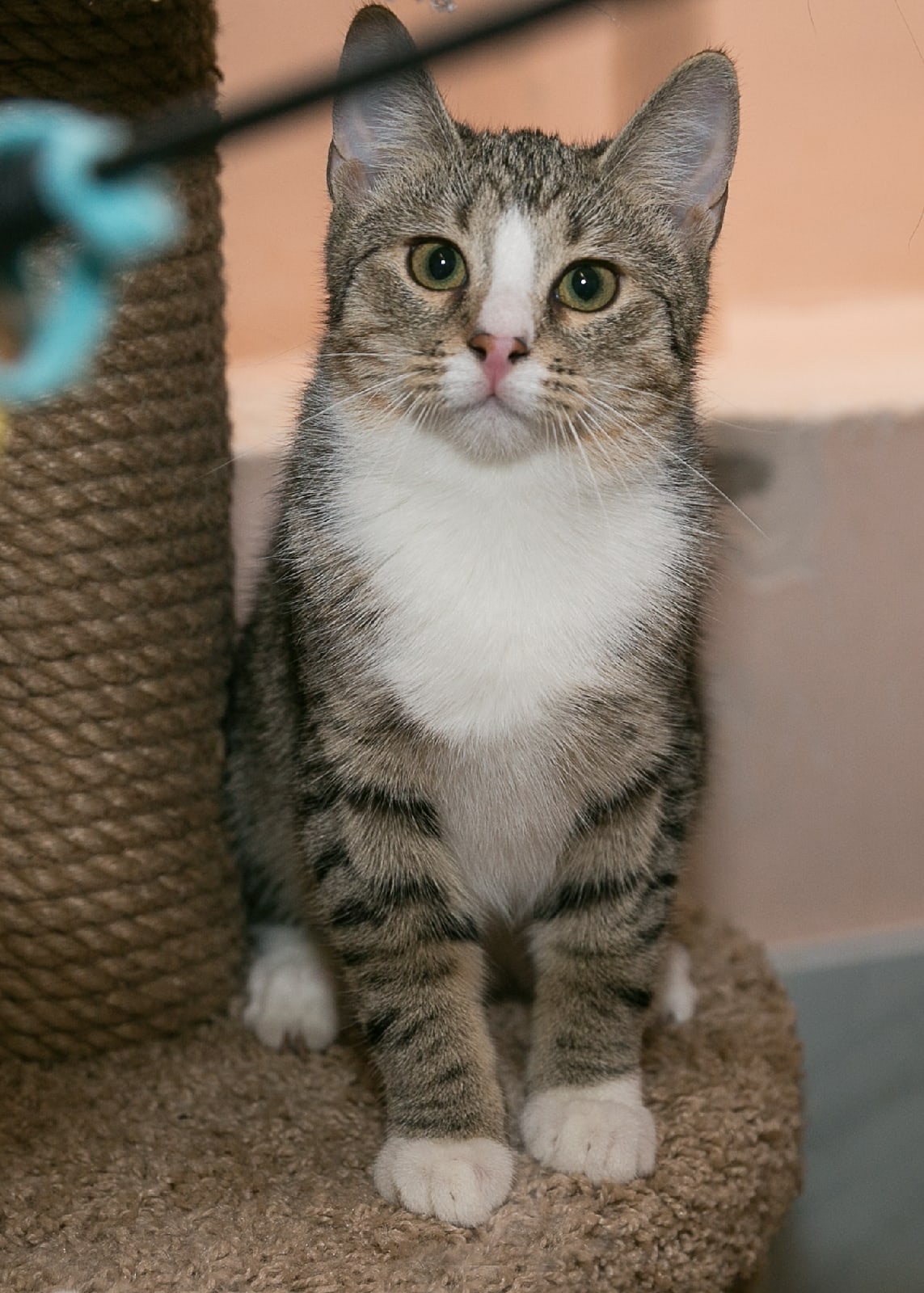 Веснушка - Имена для девочек - Клички для котов и кошек