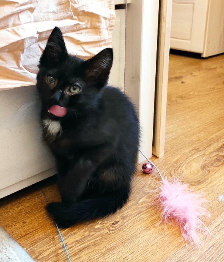 Индиан - Имена для мальчиков - Клички для котов и кошек