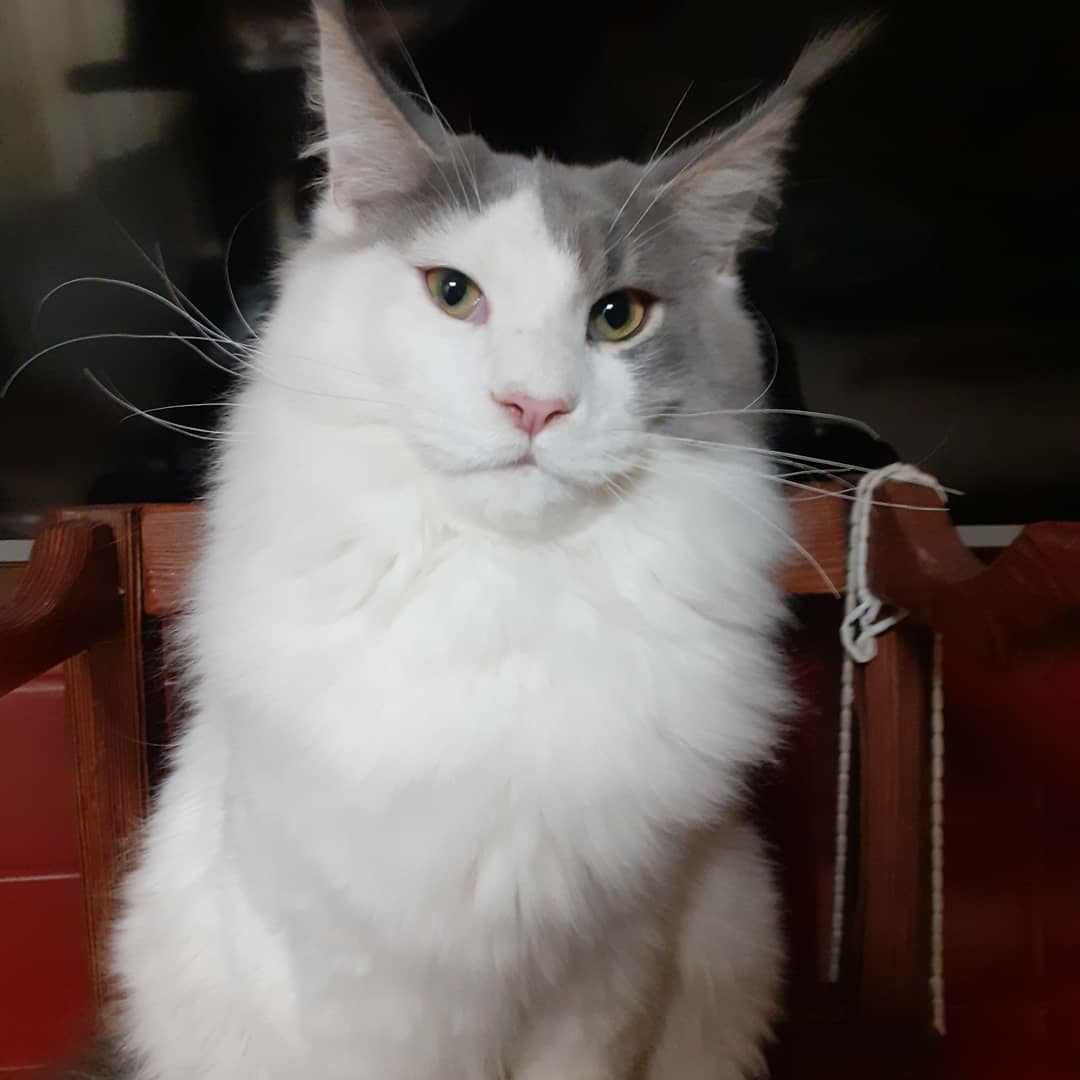 Айси - Имена для мальчиков - Клички для котов и кошек