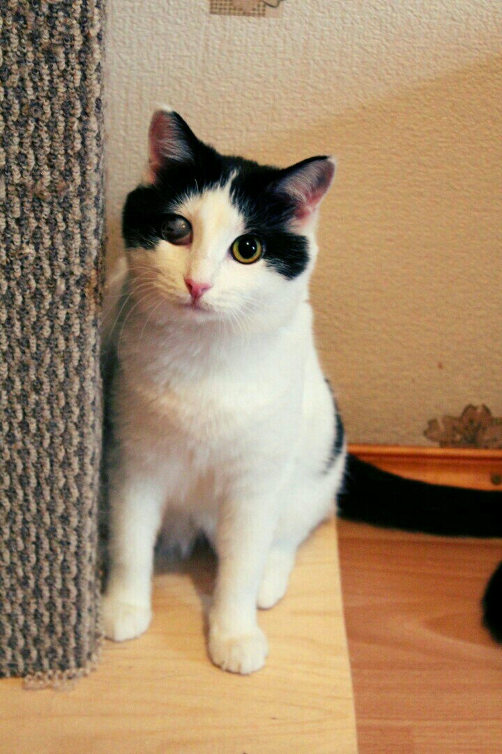 Хэпи - Имена для девочек - Клички для котов и кошек