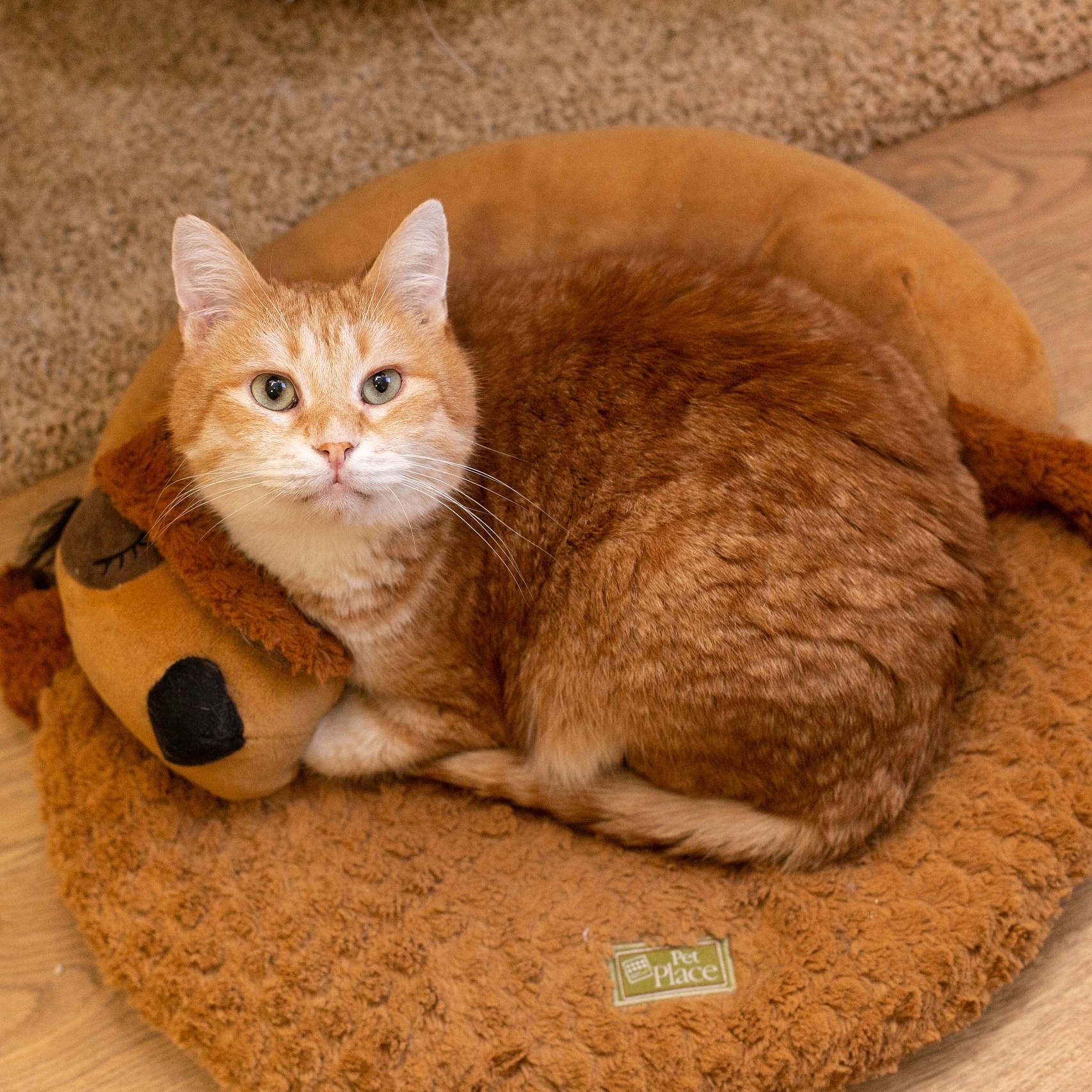 Нортис - Имена для мальчиков - Клички для котов и кошек