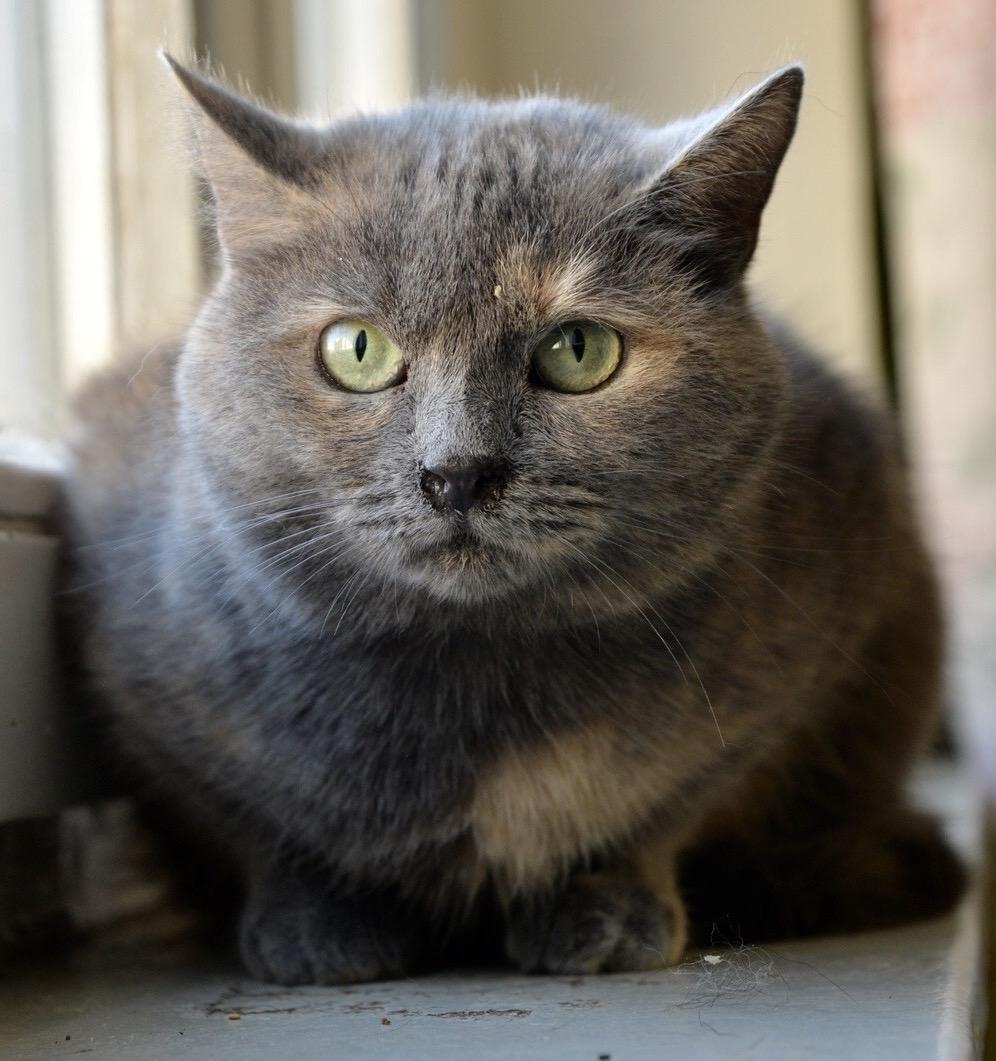 Сирена - Имена для девочек - Клички для котов и кошек