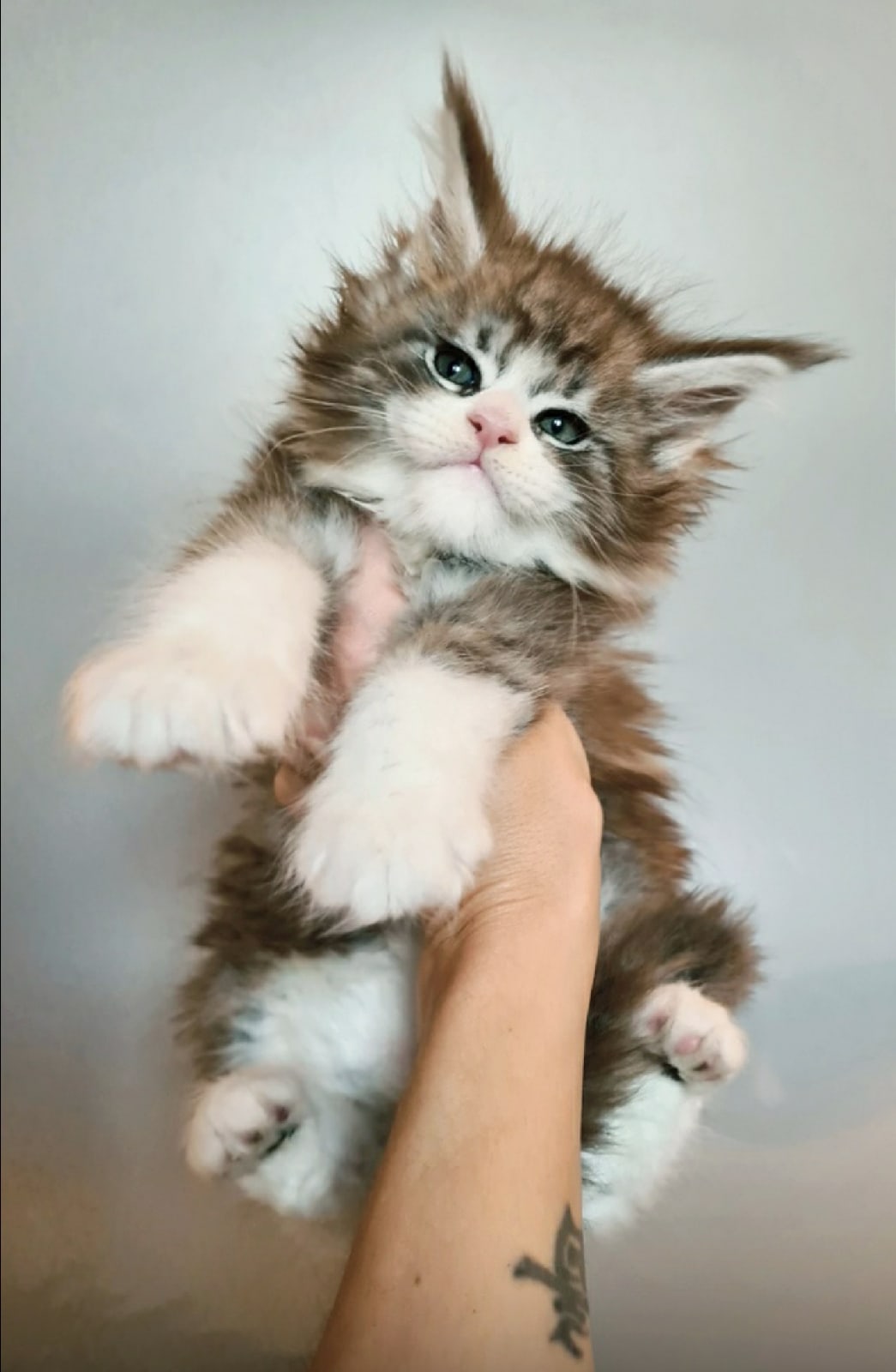 Василёк - Имена для мальчиков - Клички для котов и кошек