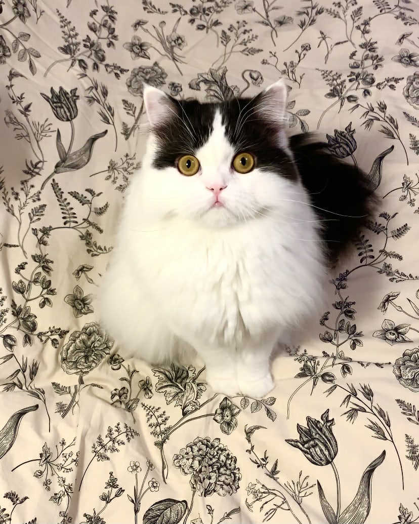 Валериан - Имена для мальчиков - Клички для котов и кошек