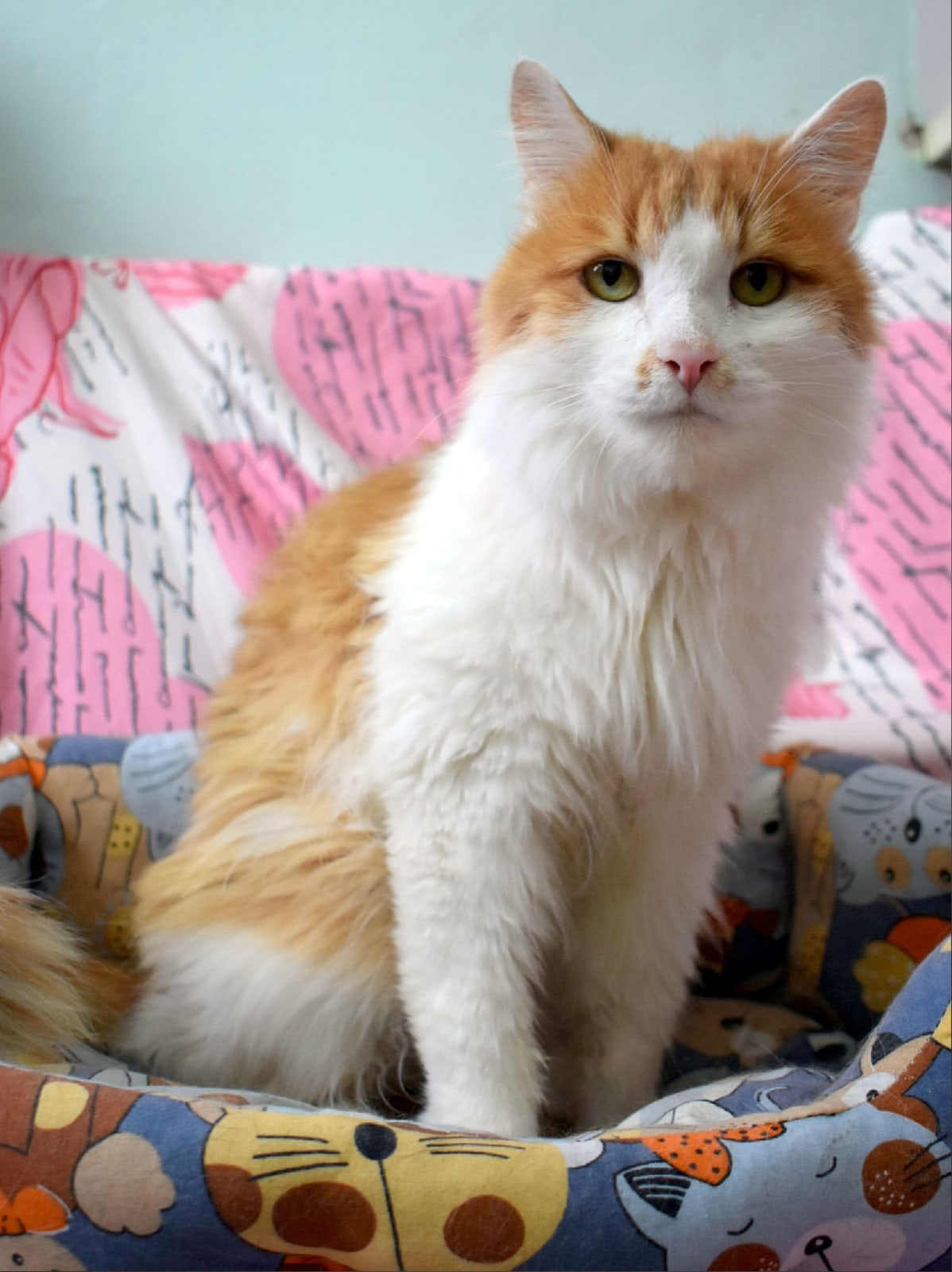 Денис - Имена для мальчиков - Клички для котов и кошек