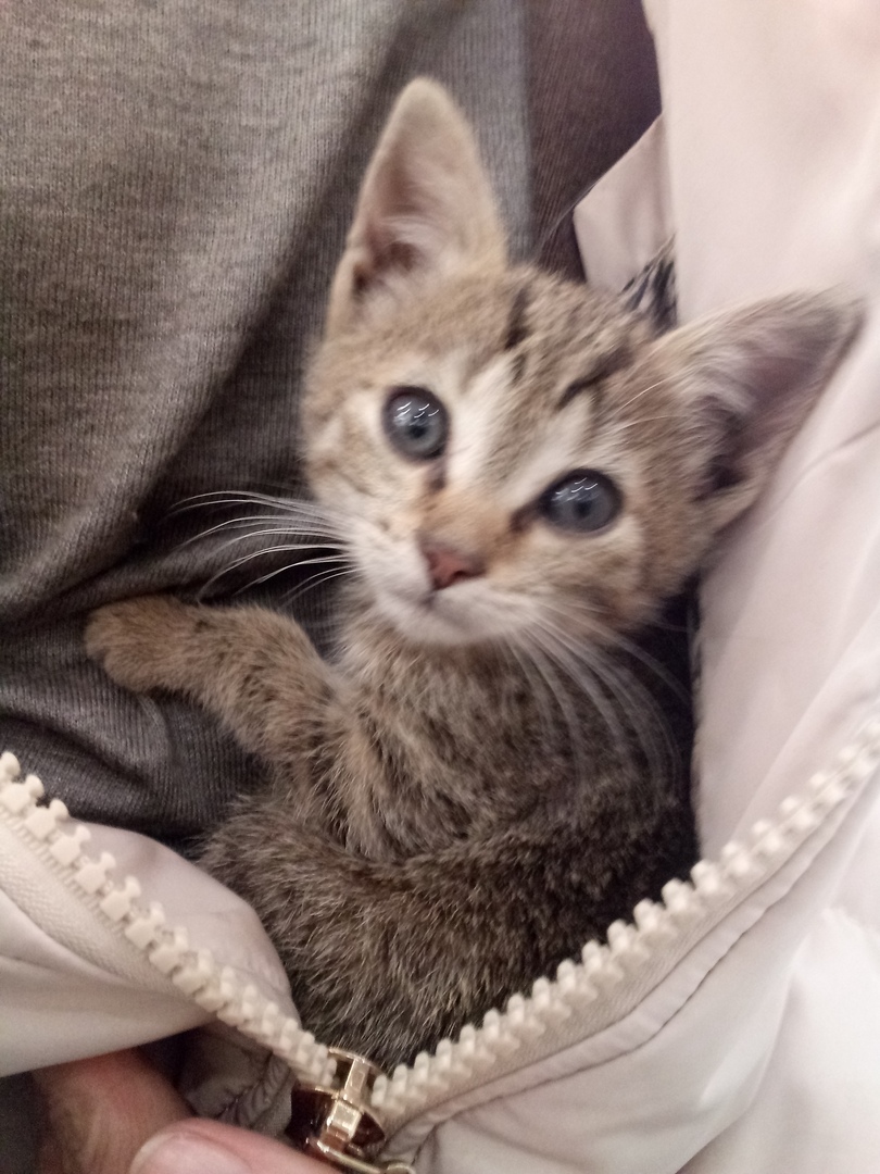 Милен - Имена для девочек - Клички для котов и кошек