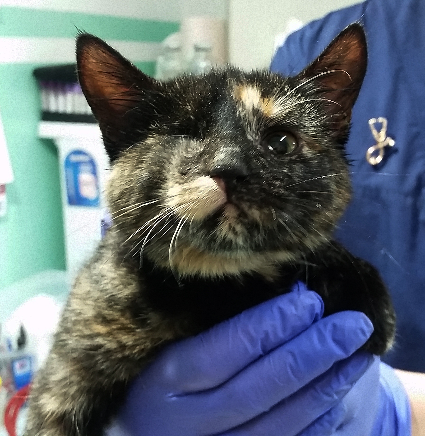 Манишка - Имена для девочек - Клички для котов и кошек