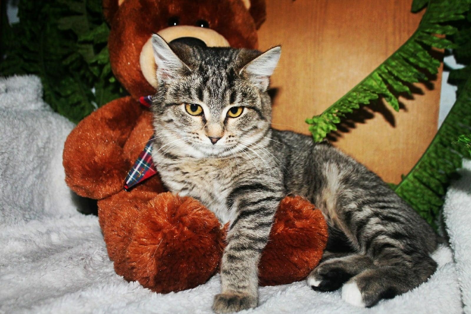 Шура - Имена для девочек - Клички для котов и кошек