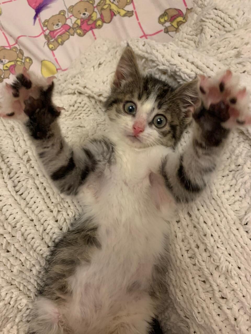 Михей - Имена для мальчиков - Клички для котов и кошек