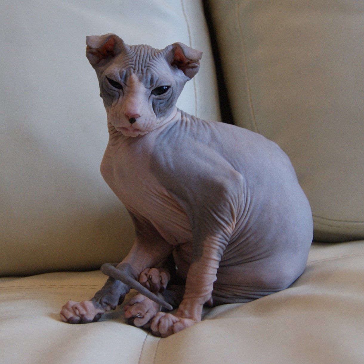 Донателло - Имена для мальчиков - Клички для котов и кошек