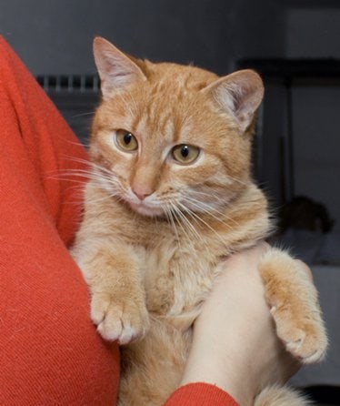 Май - Имена для мальчиков - Клички для котов и кошек