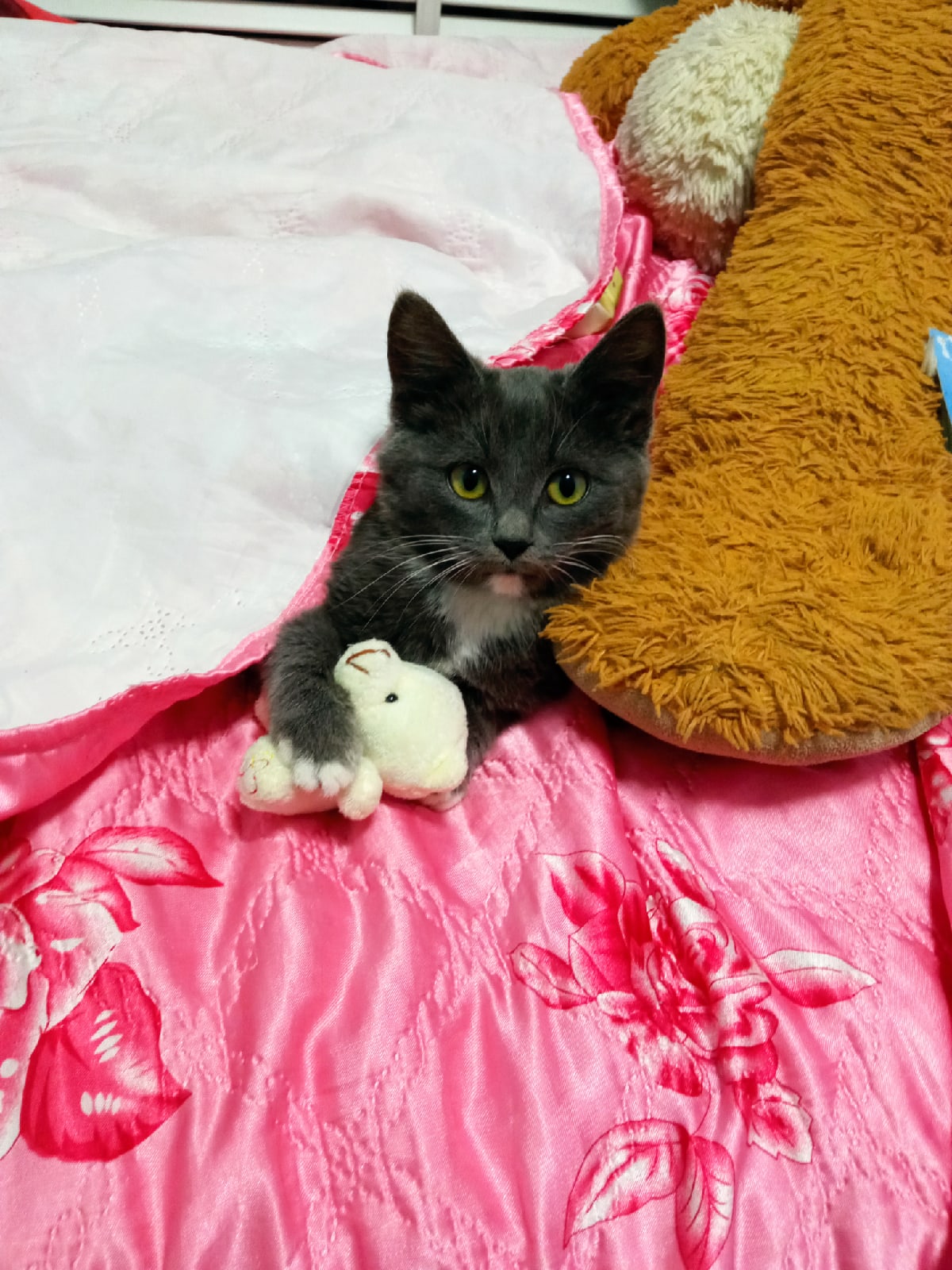 Джеки - Имена для мальчиков - Клички для котов и кошек