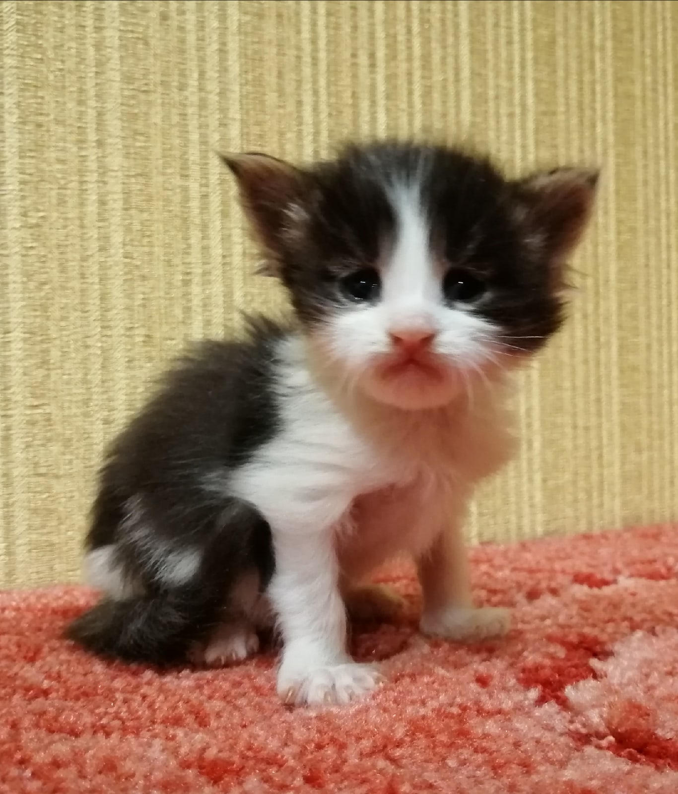 Краш - Имена для мальчиков - Клички для котов и кошек