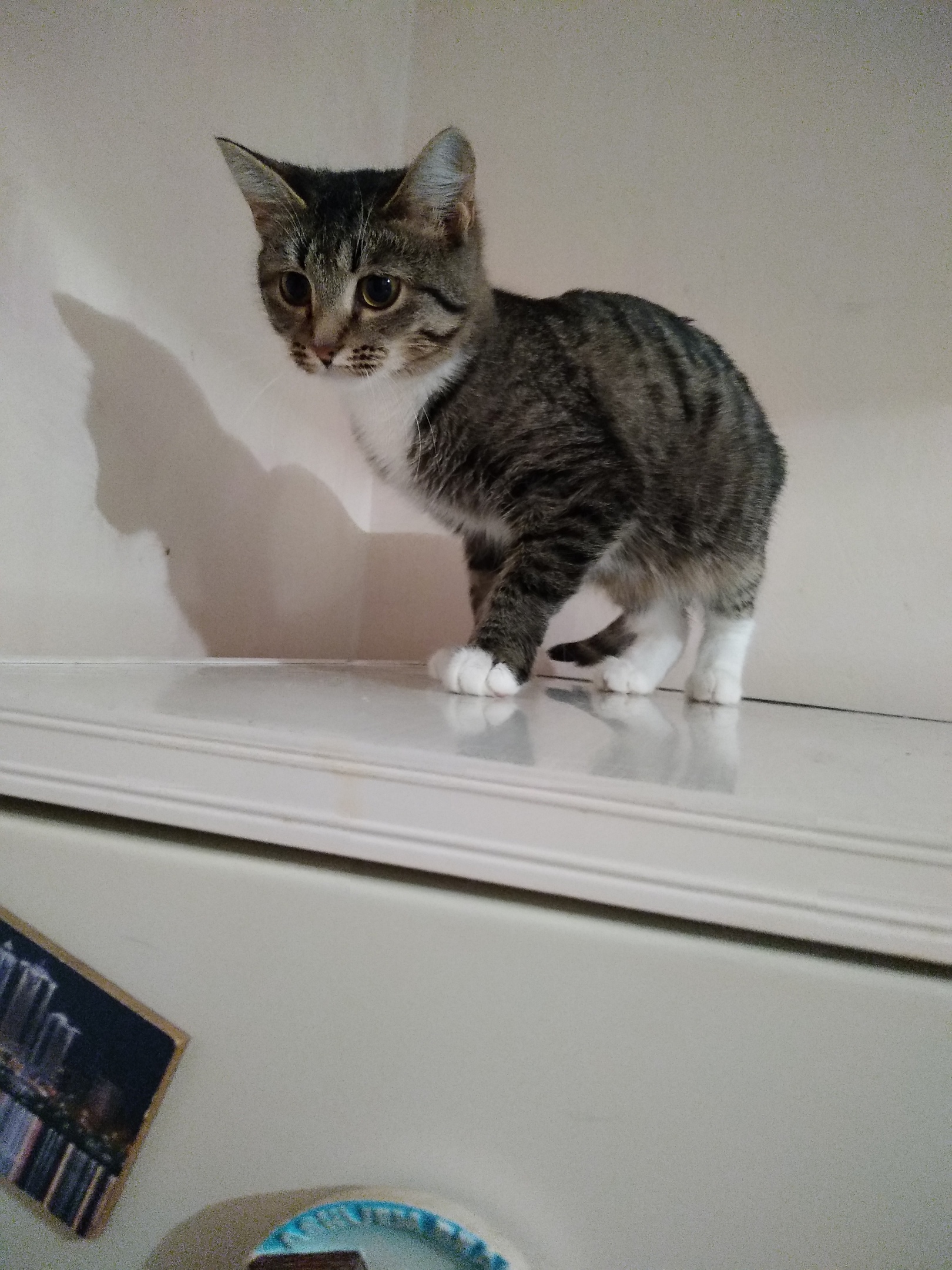 Василина - Имена для девочек - Клички для котов и кошек