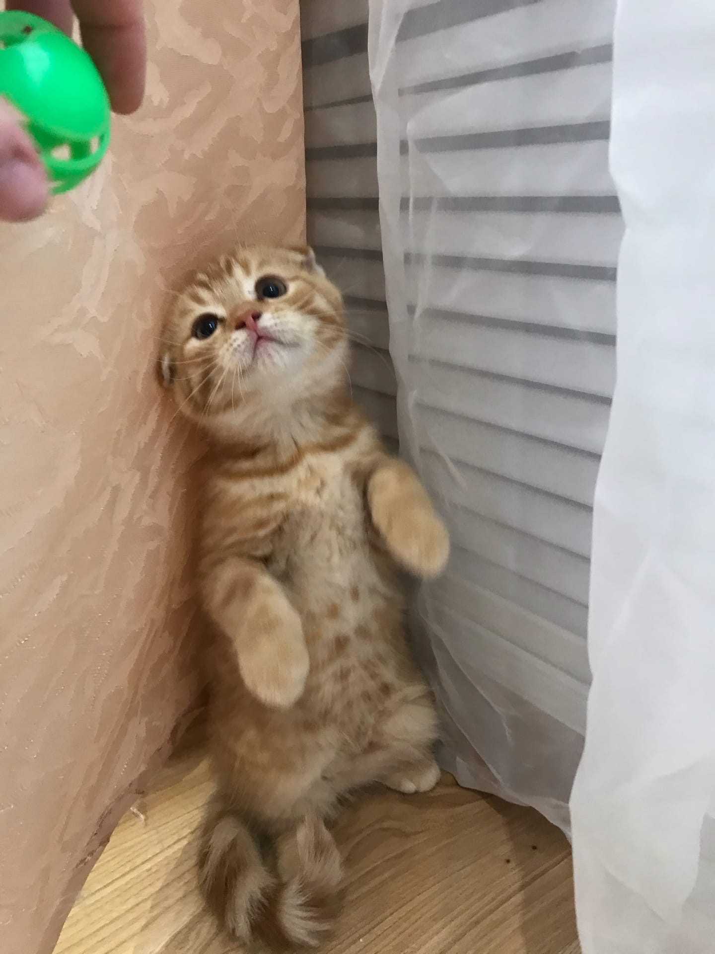 Ероша - Имена для мальчиков - Клички для котов и кошек