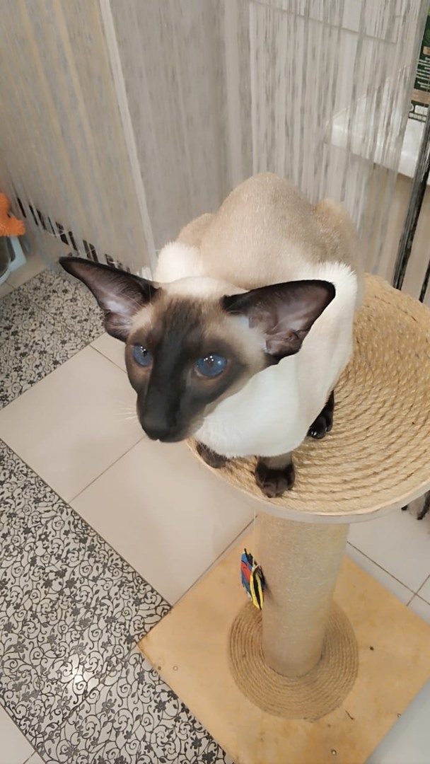 Феофан - Имена для мальчиков - Клички для котов и кошек