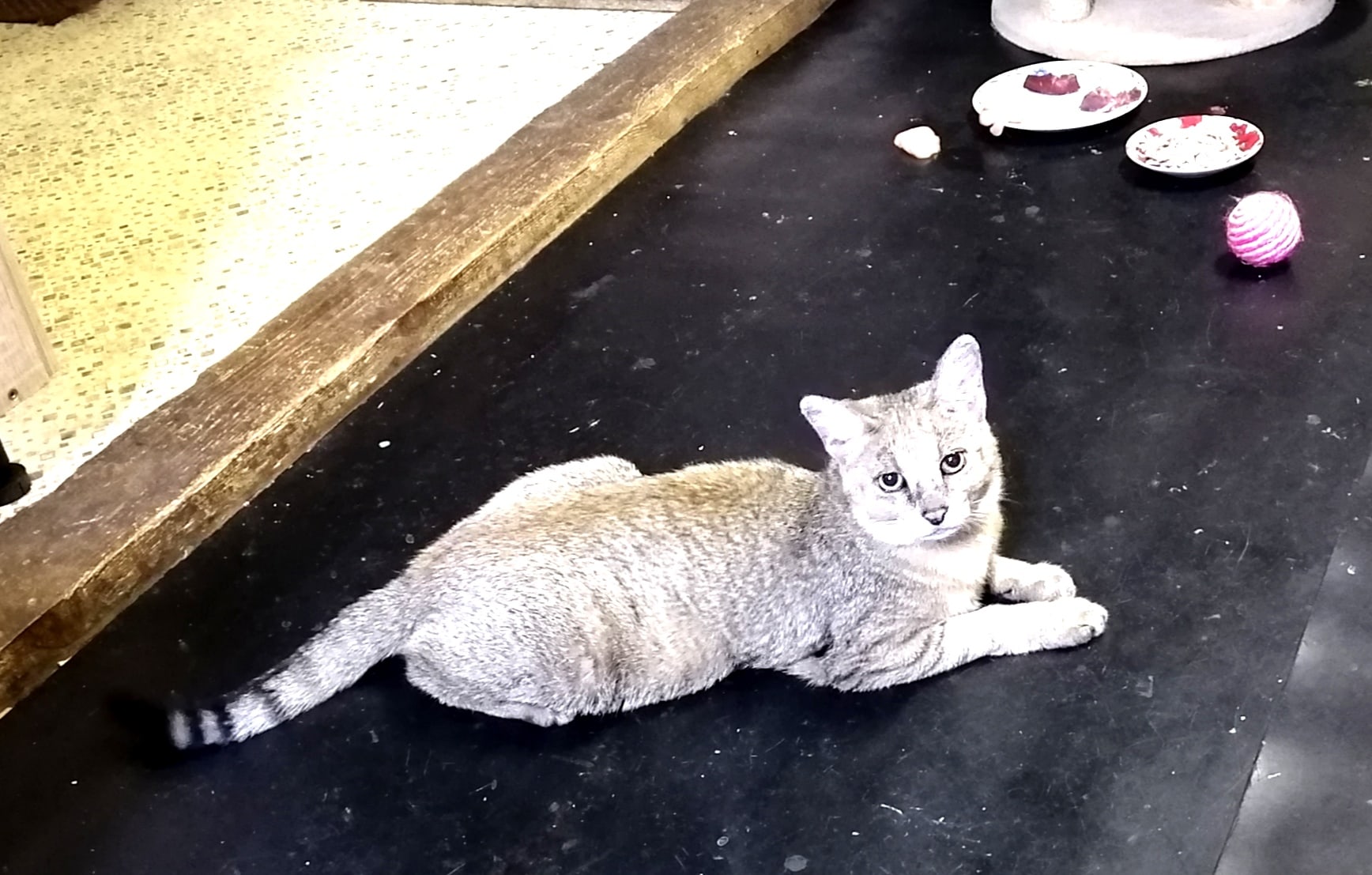 Лекси - Имена для девочек - Клички для котов и кошек