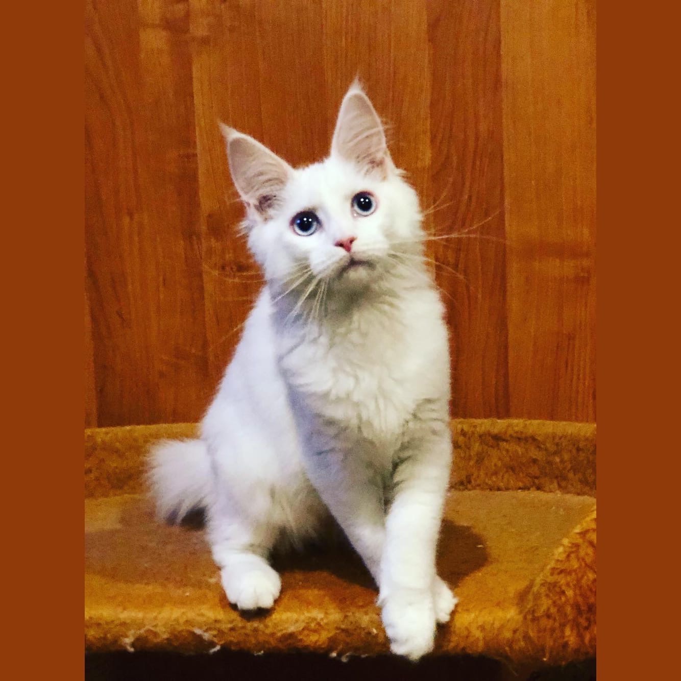 Нигма - Имена для девочек - Клички для котов и кошек