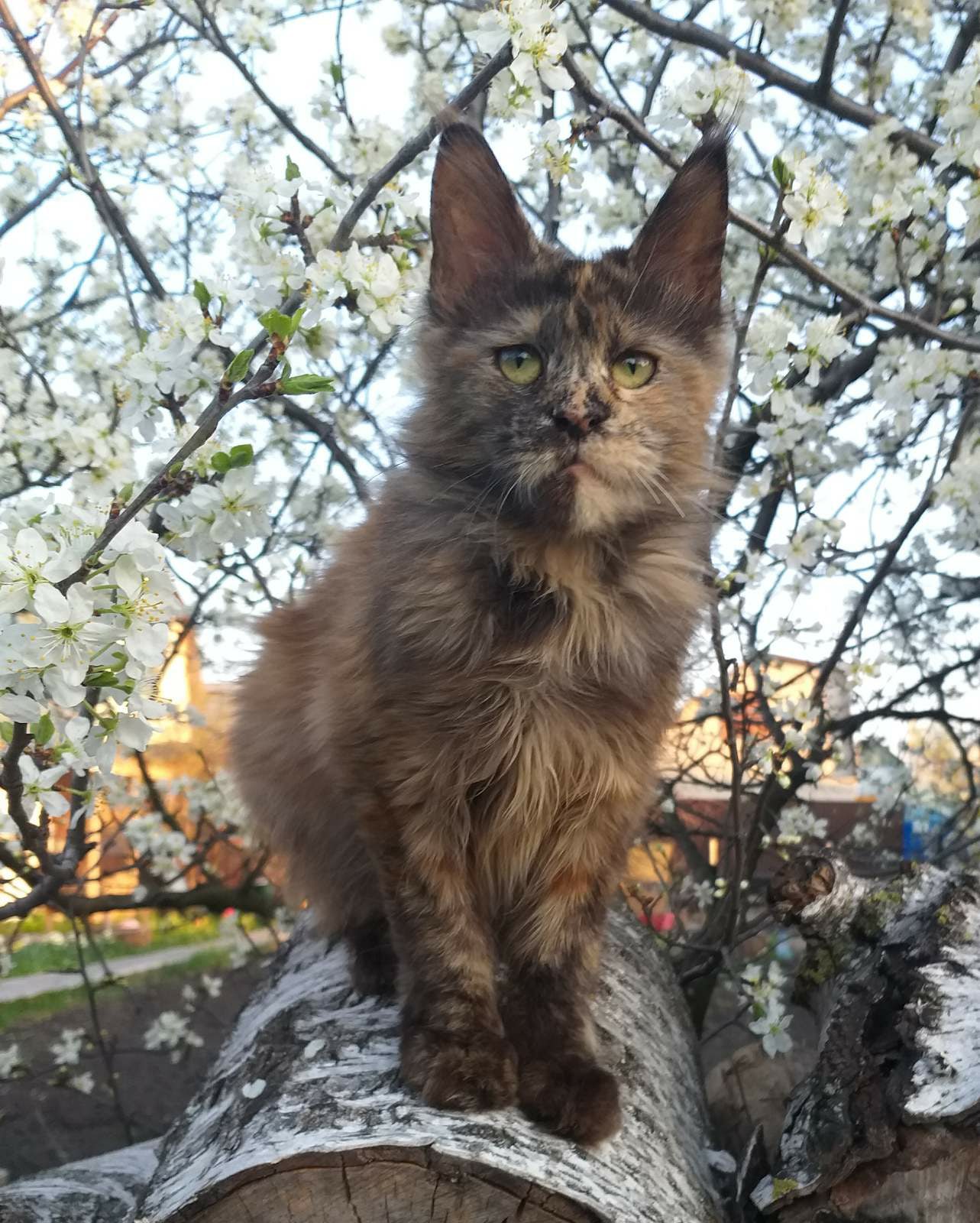 Умка - Имена для девочек - Клички для котов и кошек