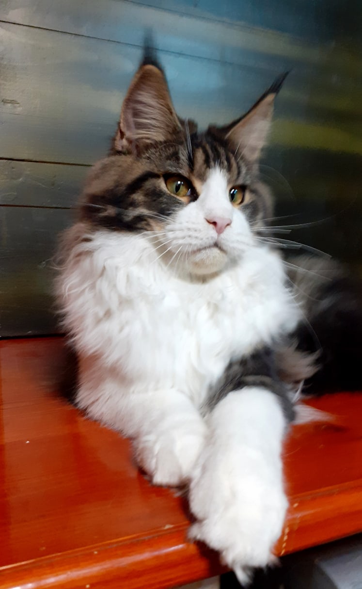 Лаки - Имена для мальчиков - Клички для котов и кошек