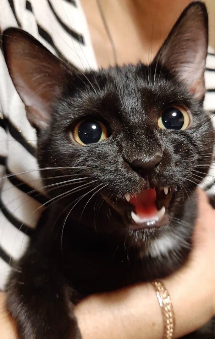 Петра - Имена для девочек - Клички для котов и кошек