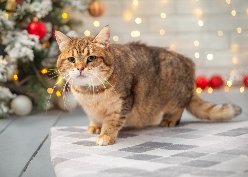 Принцесса - Имена для девочек - Клички для котов и кошек