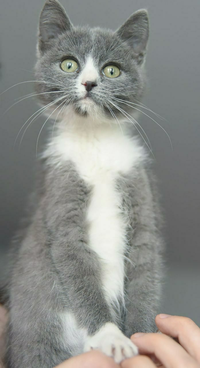 Поппи - Имена для девочек - Клички для котов и кошек