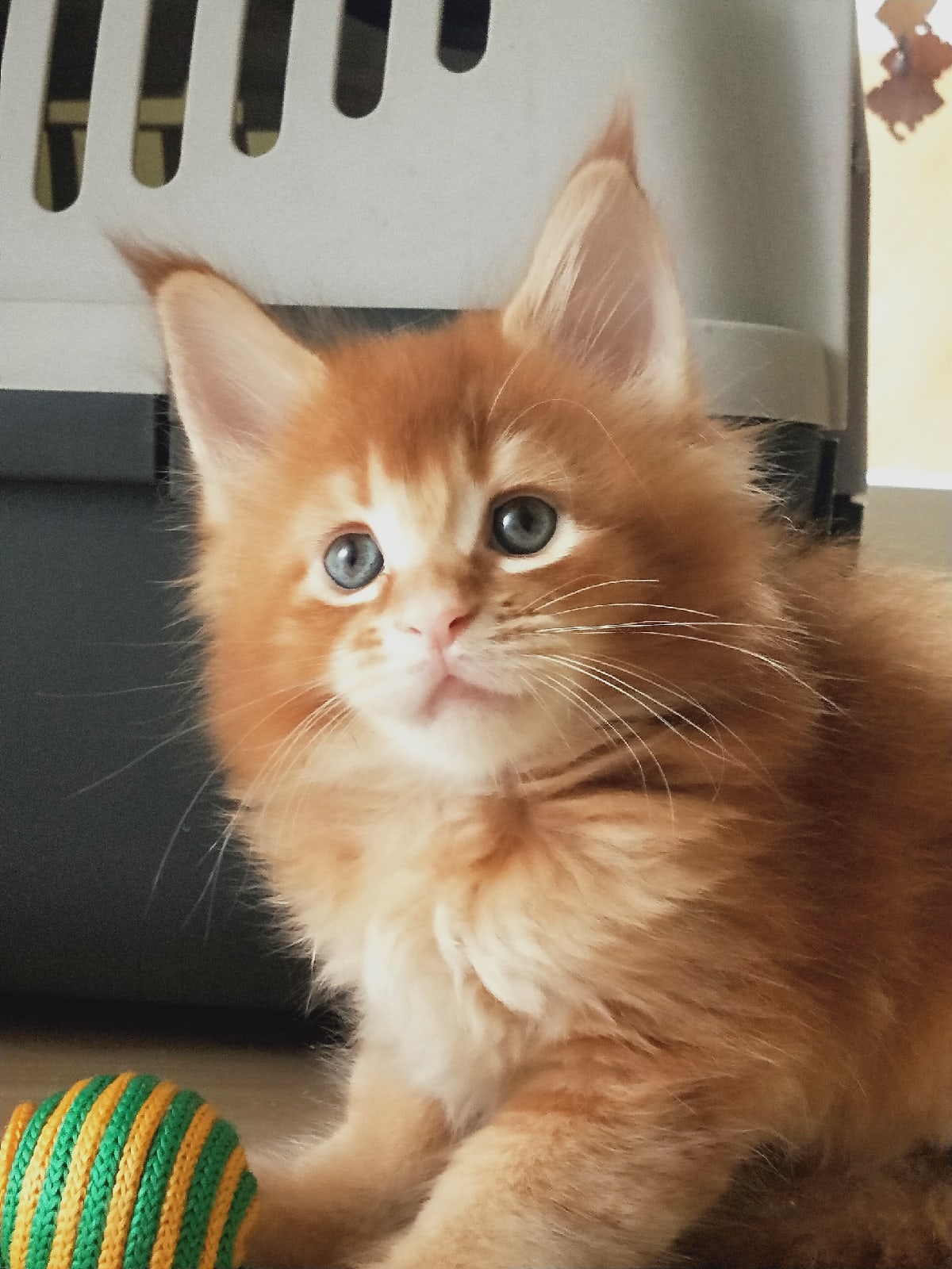 Дональд - Имена для мальчиков - Клички для котов и кошек