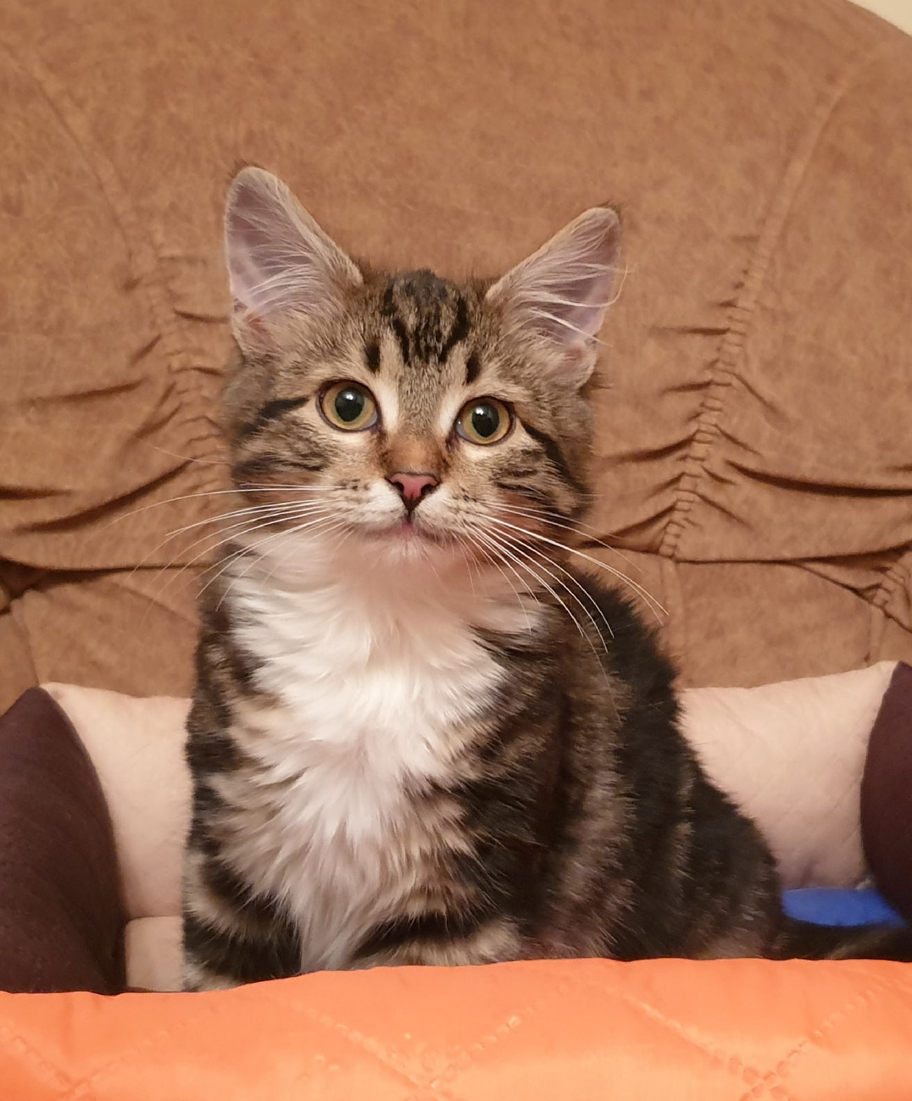 Джуля - Имена для девочек - Клички для котов и кошек