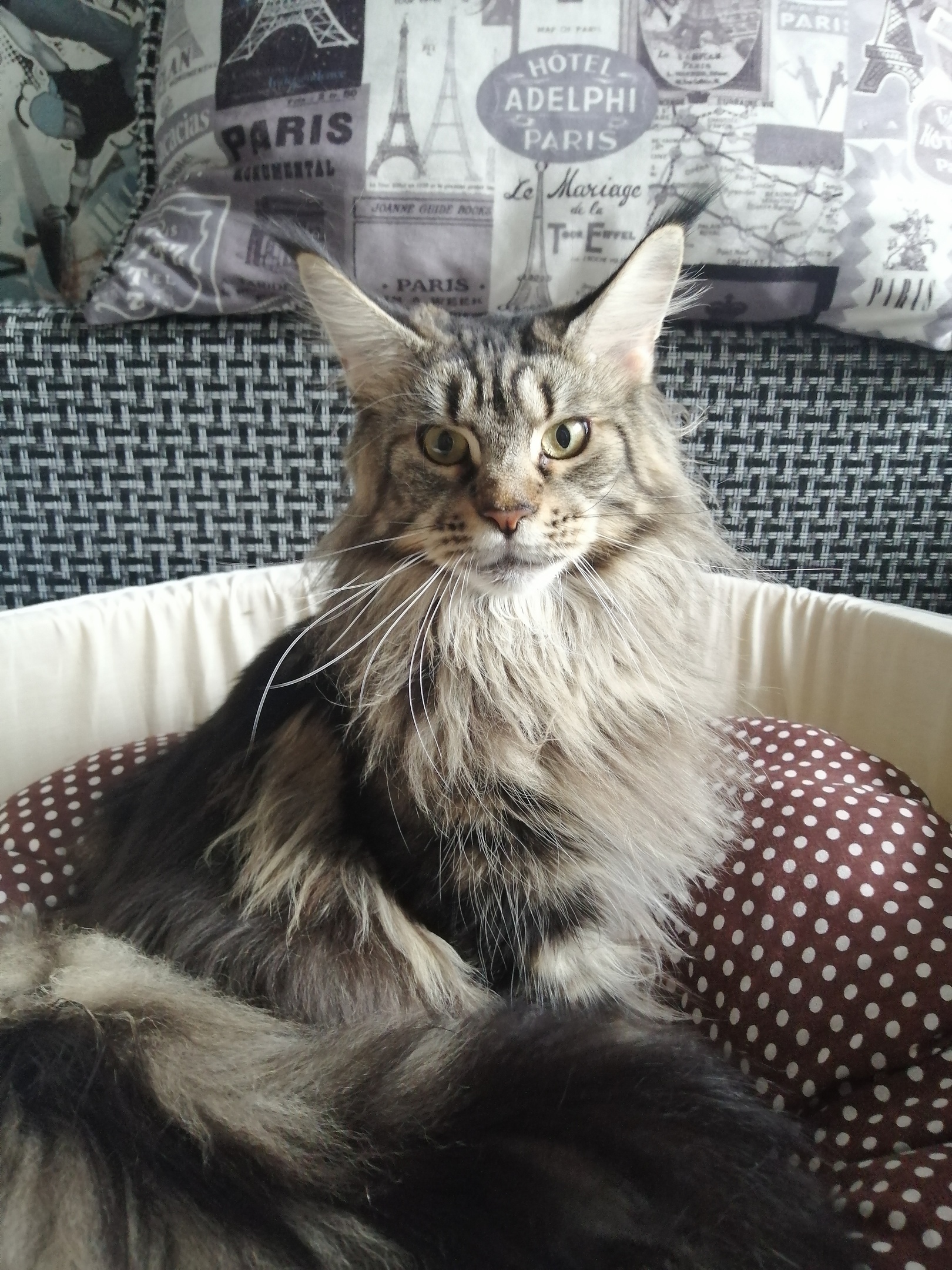 Лайма - Имена для девочек - Клички для котов и кошек