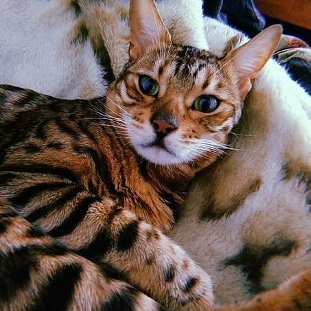 Бенджамин - Имена для мальчиков - Клички для котов и кошек