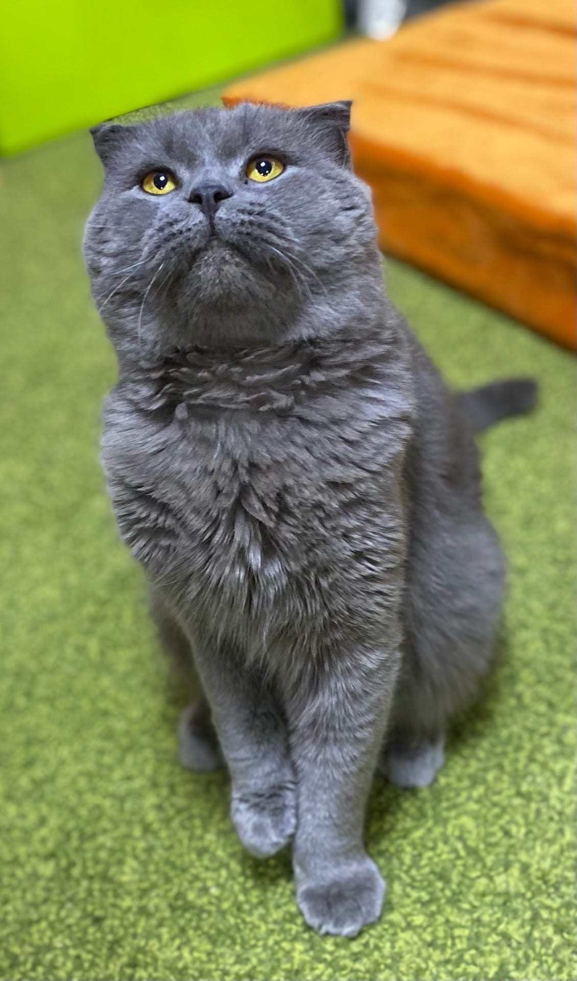 Шон - Имена для мальчиков - Клички для котов и кошек