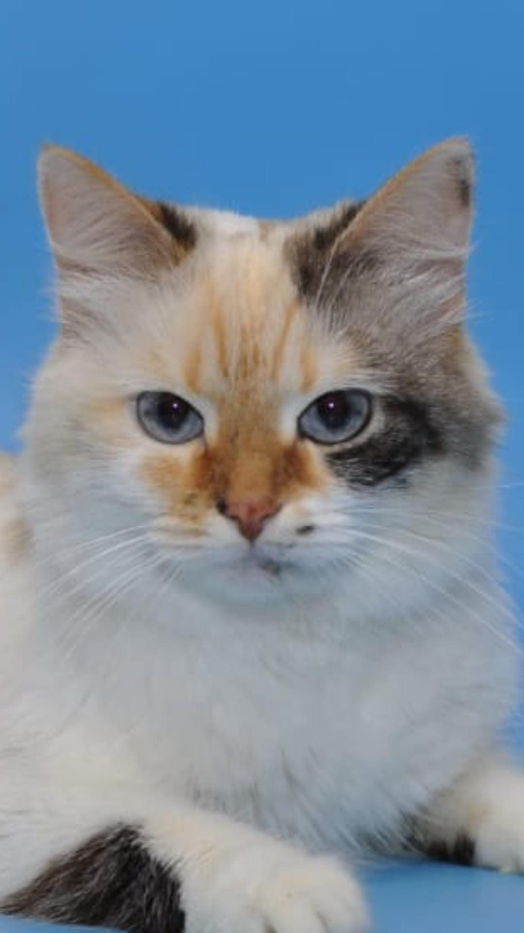 Мона - Имена для девочек - Клички для котов и кошек